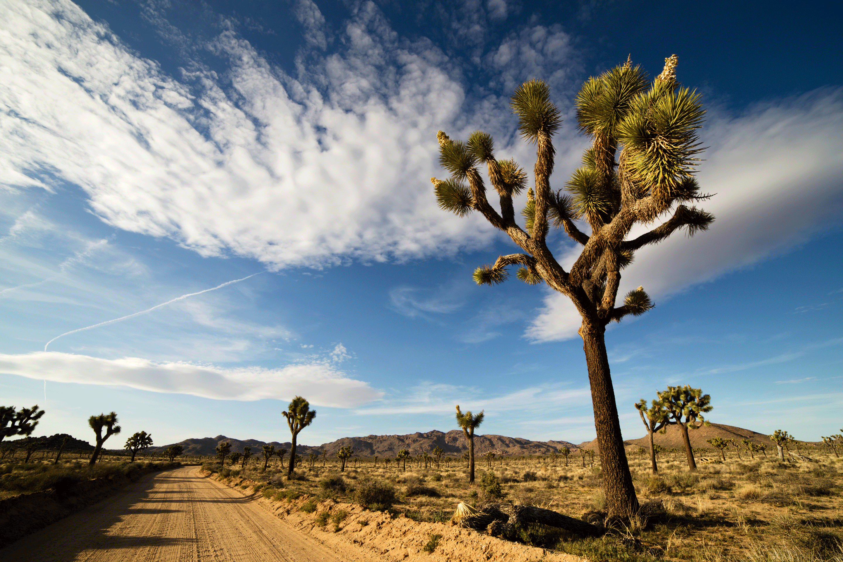 4 Must-See National Parks in California